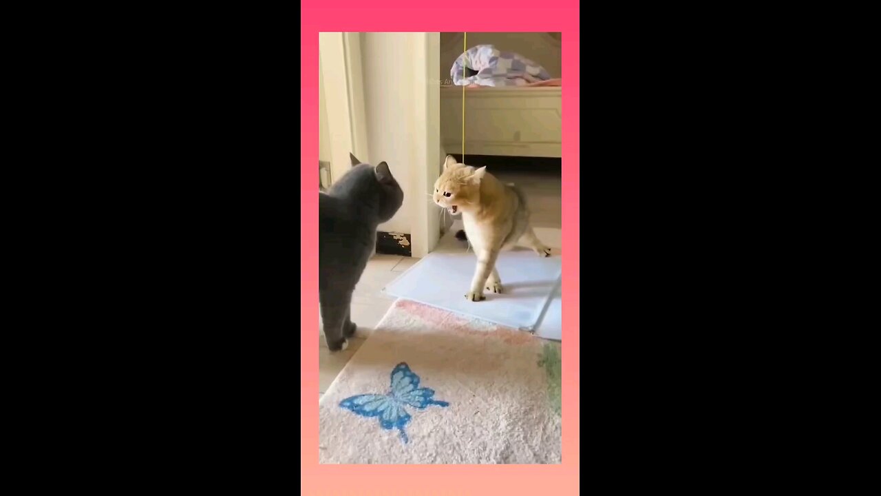cats entertainment 😂