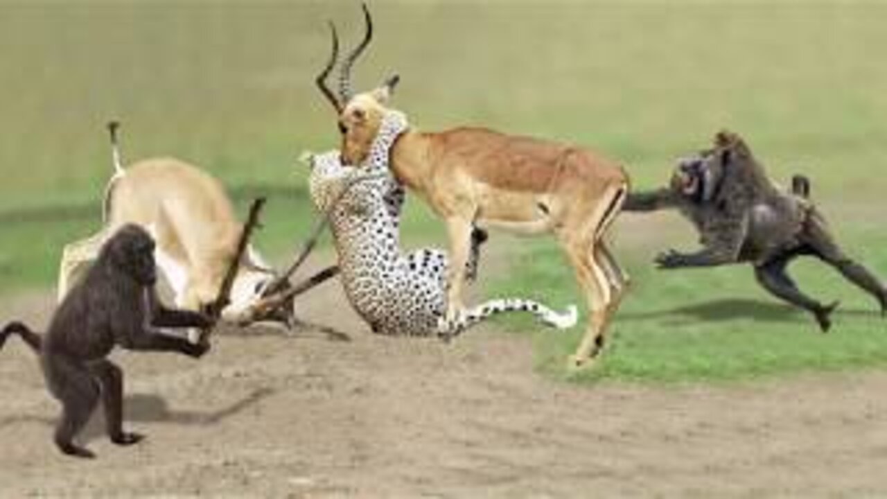 Amazing Baboon Save Impala From Leopard Jumps Tall Tree To Ambush | Leopard Hunting Fail