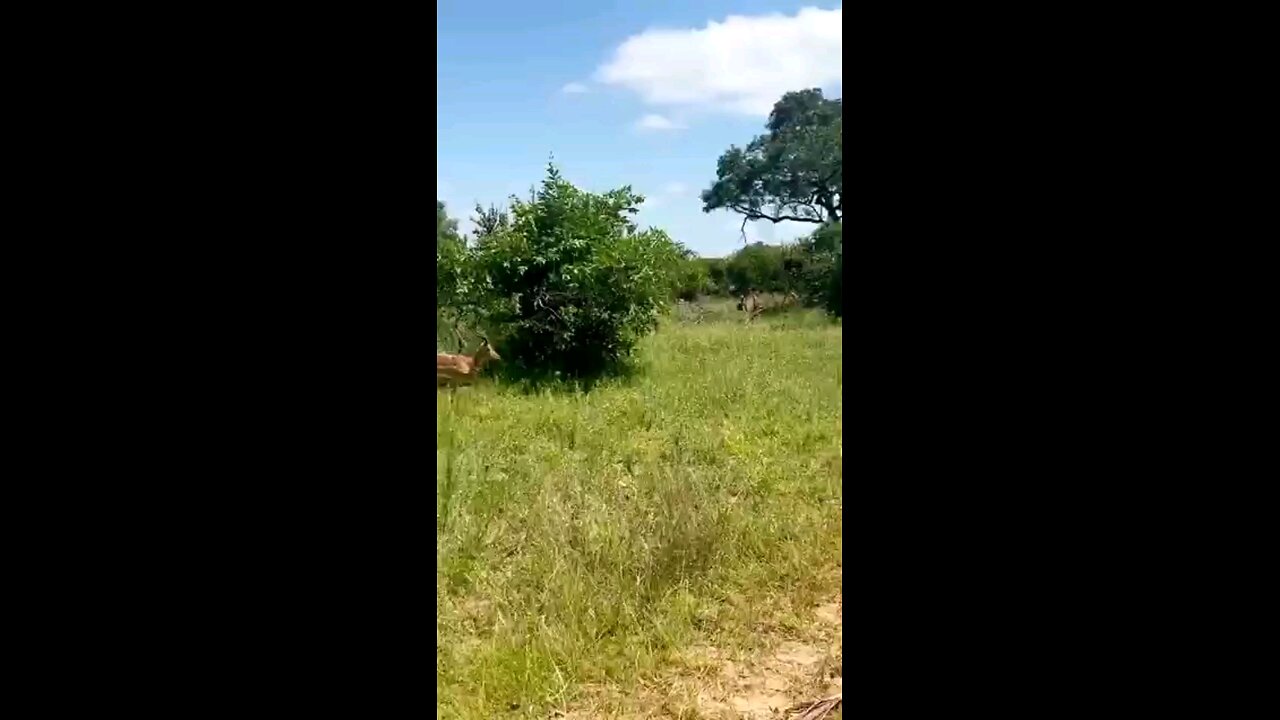 Deer Kicked Leopard Like A Zebra