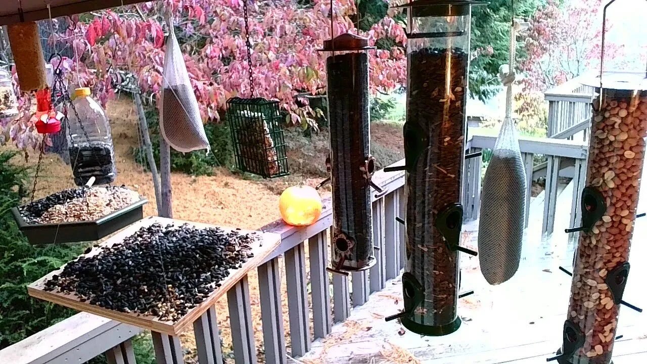 Live Oct 31 2021 Bird Feeder in Asheville NC. In the mountains.