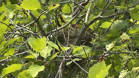 Female Cardinal nesting quietly