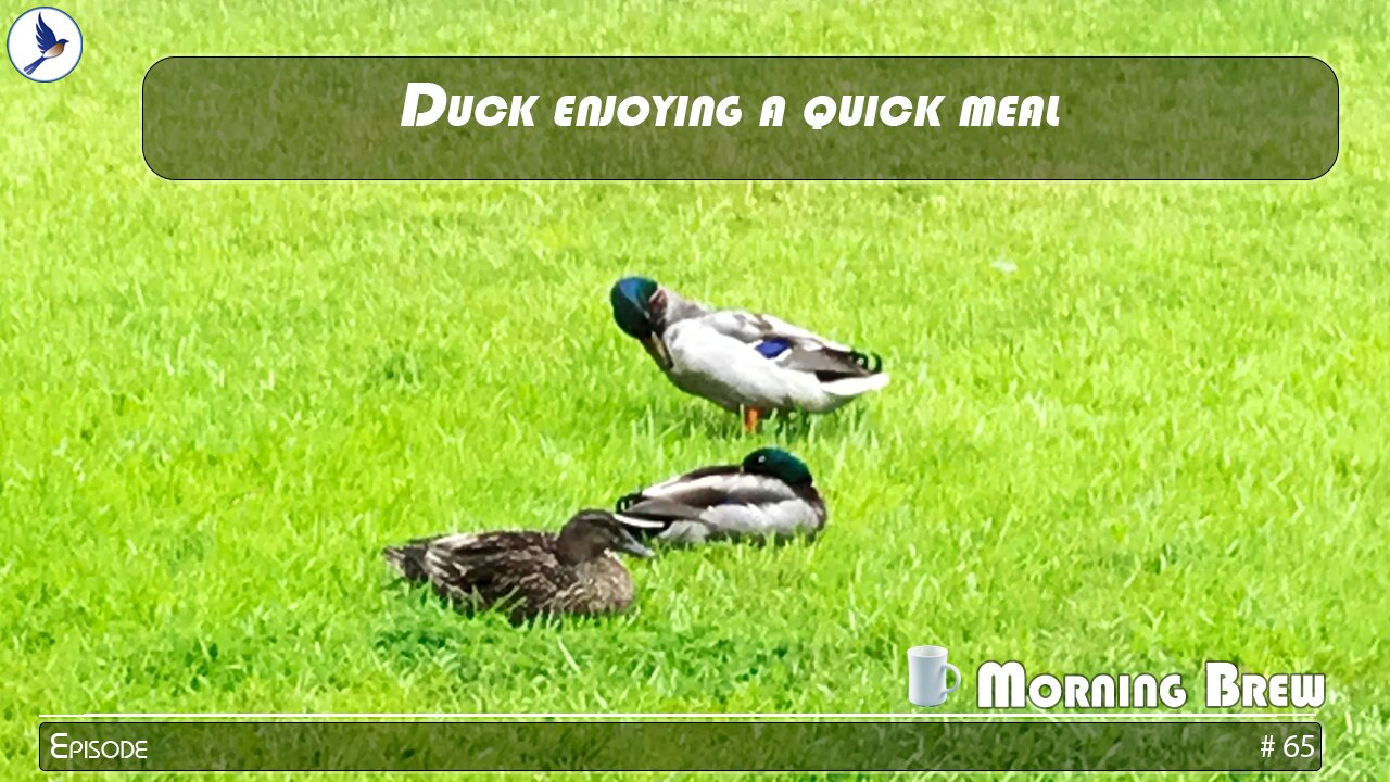 Ducks enjoying a quick meal