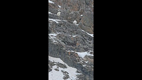 Dall Sheep field sighting