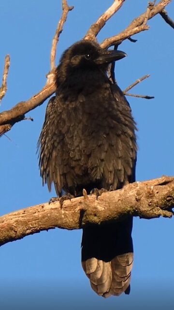Common Raven 🐦Morning Preen