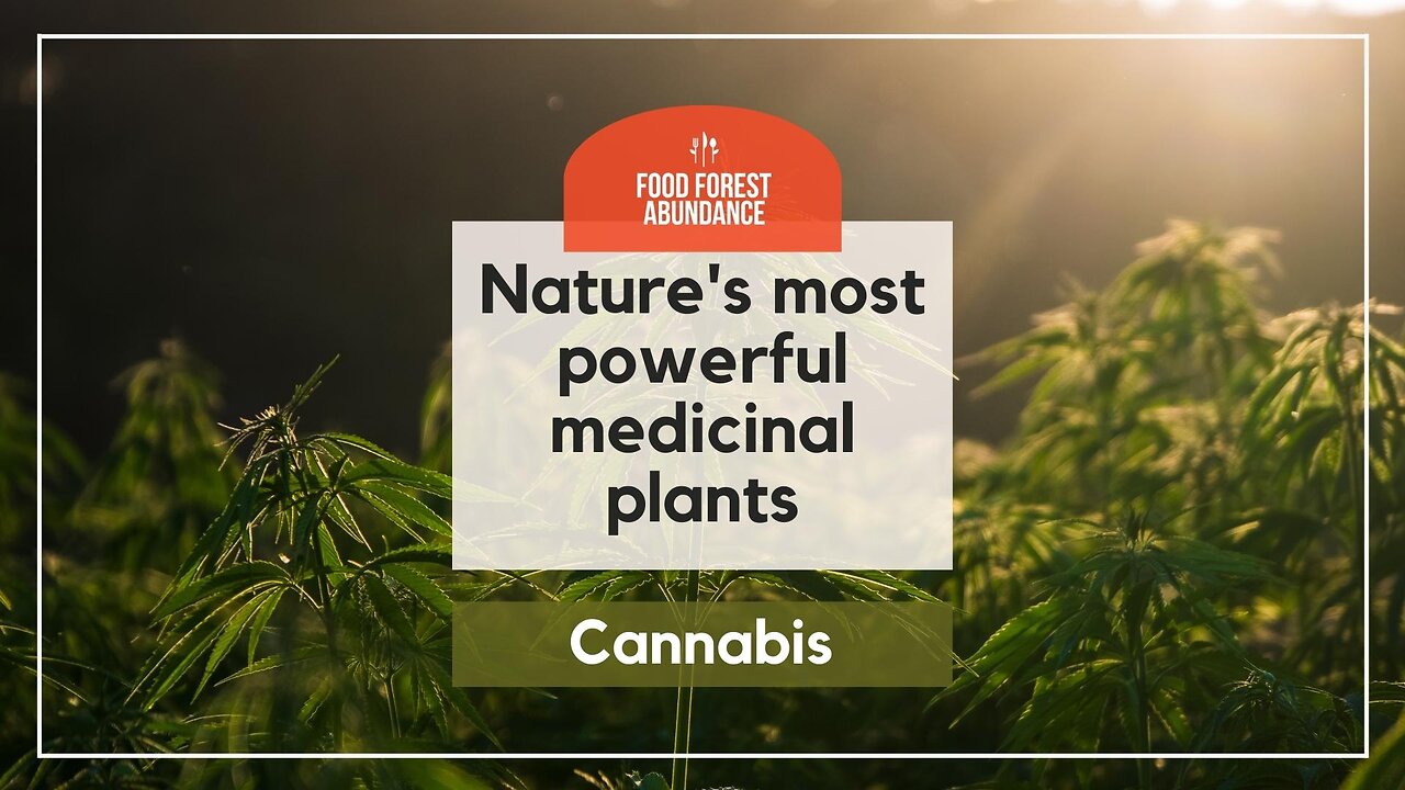 Nature’s most powerful medicinal plants: Cannabis