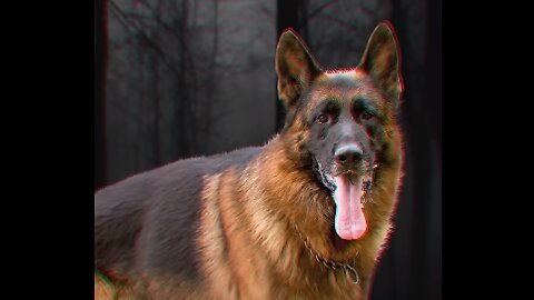 Dogs That Will Lay Down Their Lives To Protect You