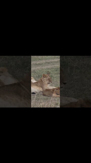 Maasai Mara Sightings Today 10/09/21 (Lions, Cheetah, Leopard, etc) | Zebra Plains | #shorts