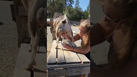 #shorts #dairy #goats #homestead #milking #milk #farmlife