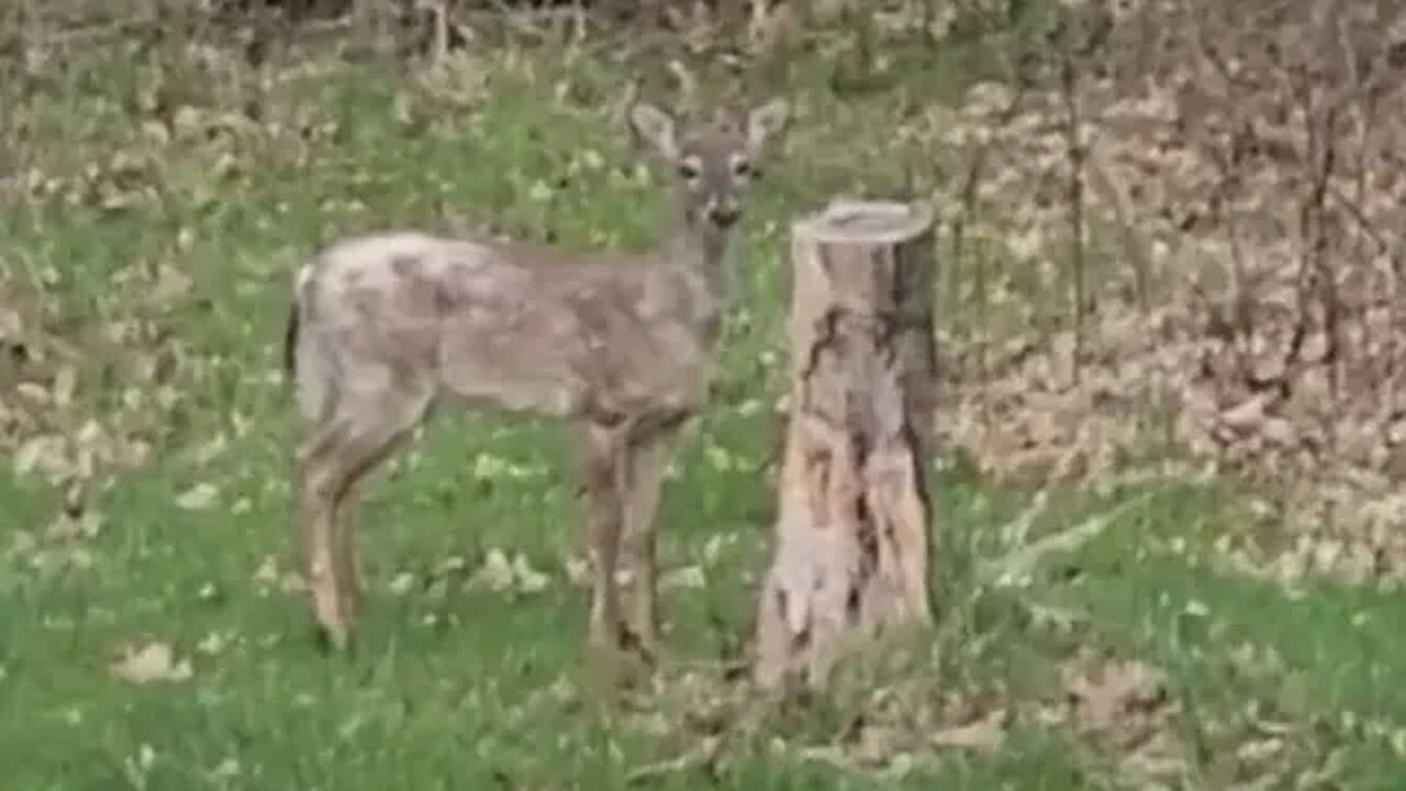 White tail deer has the mange or chronic wasting disease or?