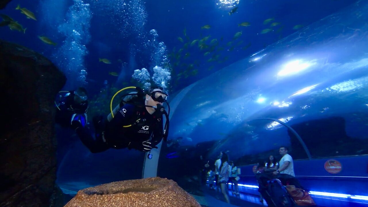 Diving with Whale Sharks & giant Manta Rays at Georgia Aquarium! Atlanta, Georgia - August 2024