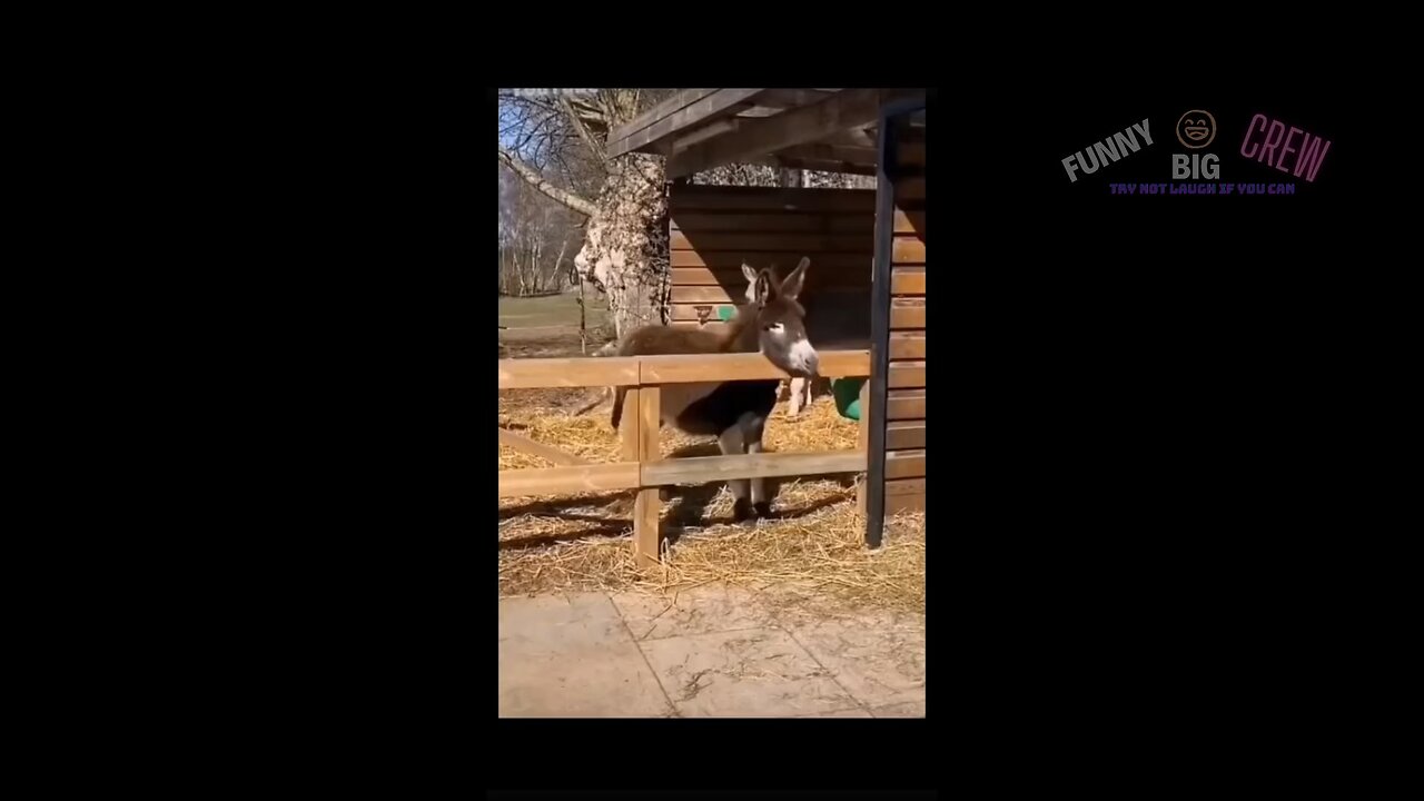 You will love this gorgeous acrobatic donkey….