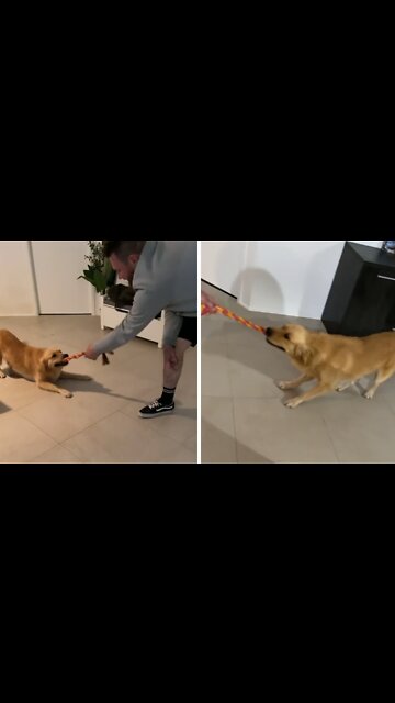 Golden Retriever Loves To Play Drifting Version Of Tug-of-war