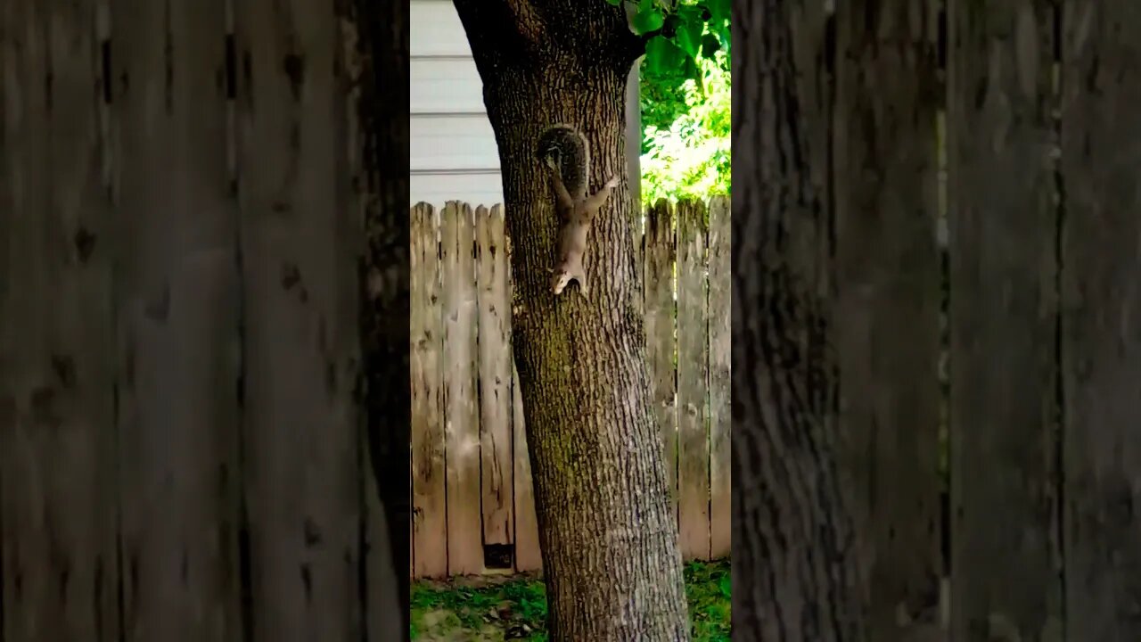 🐿️💩