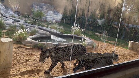 Riyadh Zoo