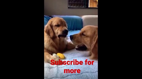 Angry doggo 👑 🥺❤️ please get this viral | #viral | #funnydogs | #trending | #shorts