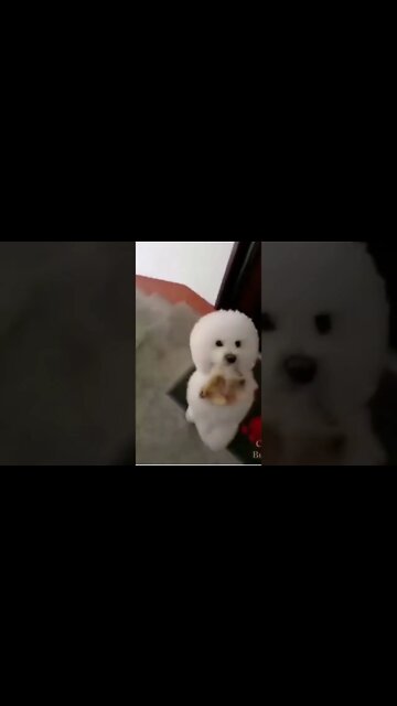 Animais engraçados 2022 - Cães e gatos fofos fazendo coisas engraçadas #shorts