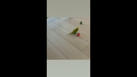 This budgie can play football 🤯🔥 #trending #shorts #birds #viral