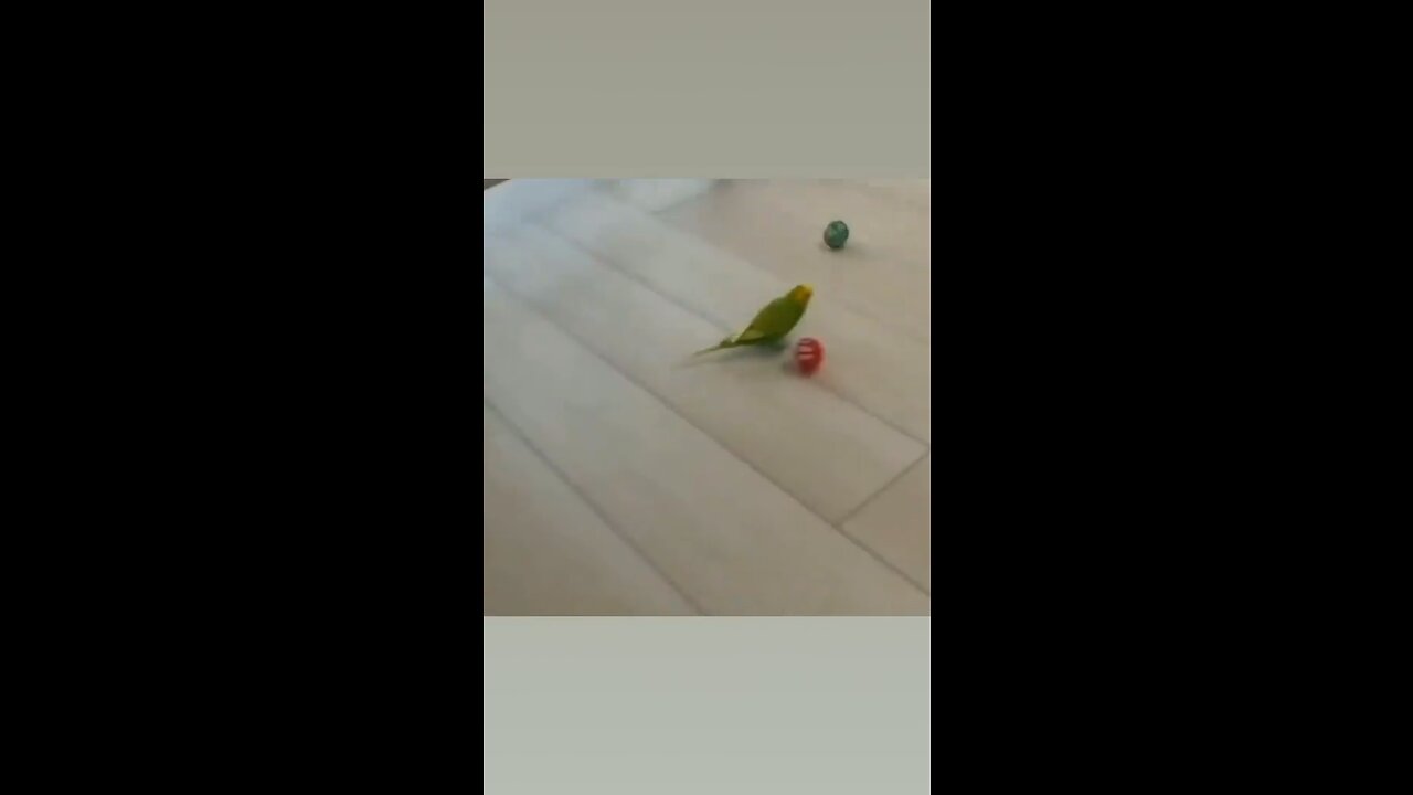 This budgie can play football 🤯🔥 #trending #shorts #birds #viral