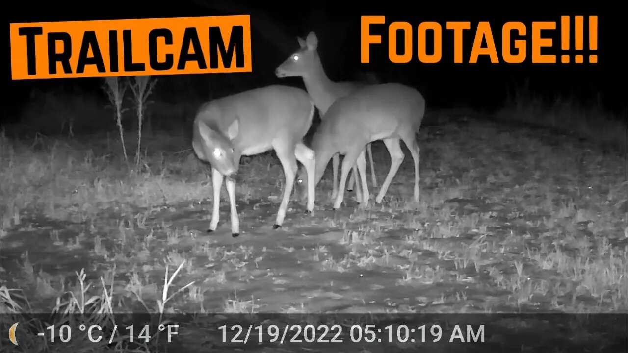 Property TRAILCAM Footage!!!