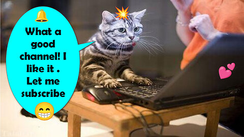 And again, the funny things of cats in the house