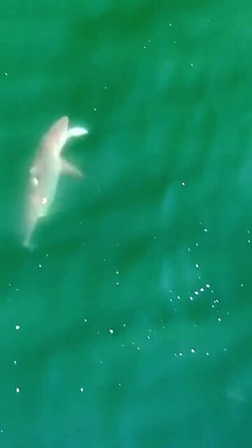 DRONE CAPTURE SHARK FEEDING