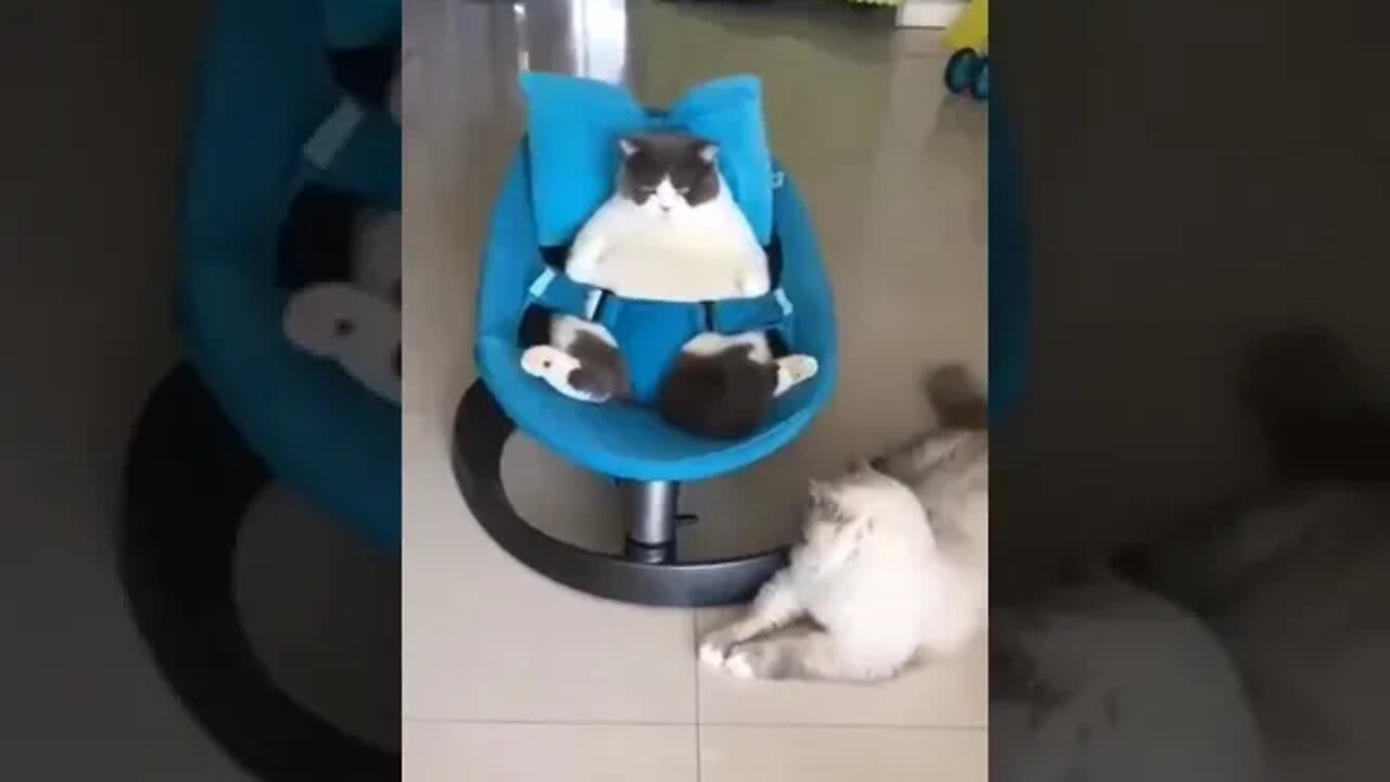 funny cat videos cute cat videos cute animals funny cats #shorts #shortsfunny #cutecat #funnycat