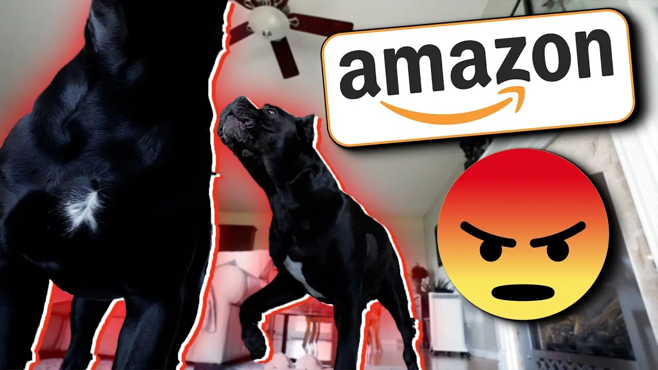 Cane Corsos FURIOUS At Amazon Driver! Guarding Instincts