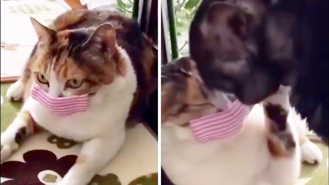 Cat 's reaction when her lover kisses her