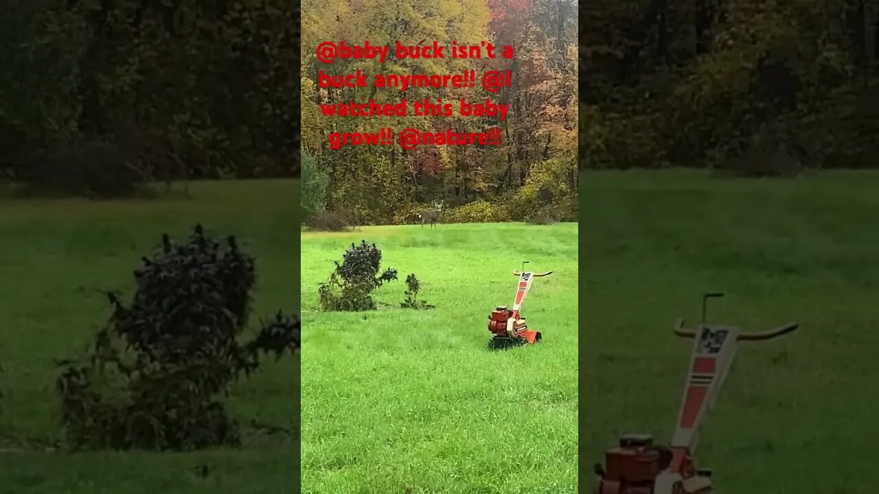 @Nature @Baby Deer!! @Watching nature evolve!! @Not a baby Deer anymore!!