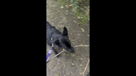 GSD & Border collie