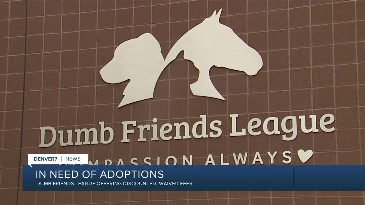 Dumb Friends League In Need of Adoptions