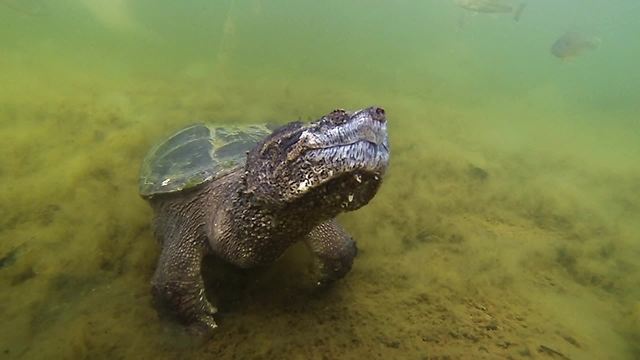 Huge snapping turtle comes when beckoned