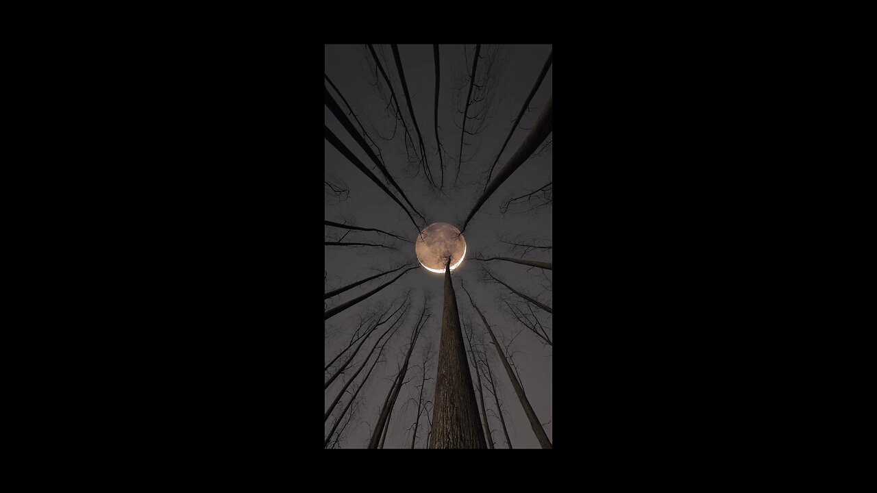 The beauti of night and tree