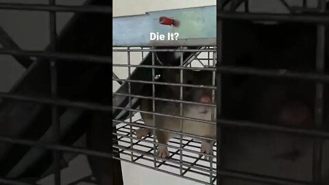 She wants it Dead!