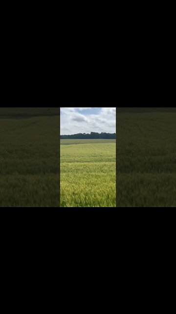 Wind moving through the wheat