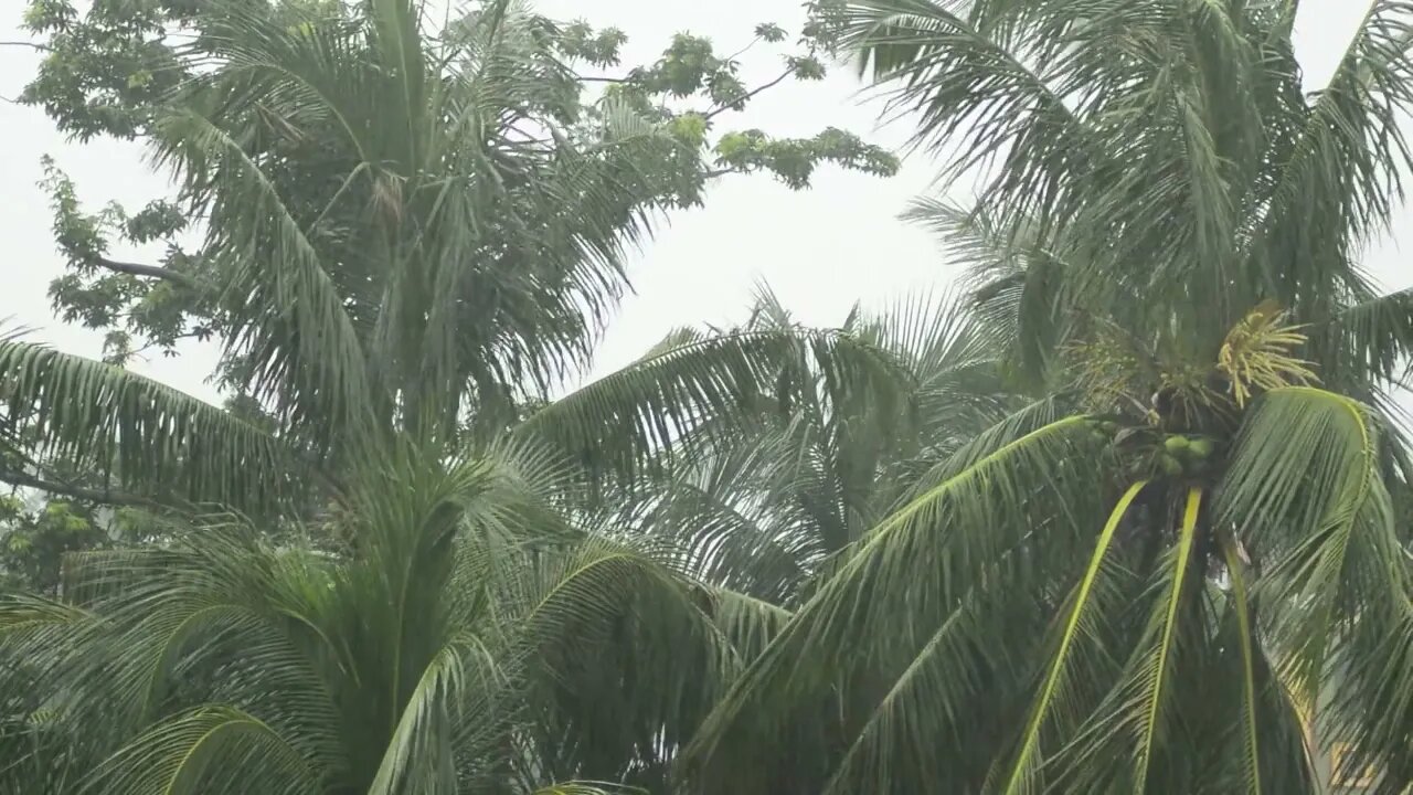 Rain in the tropics. Rain sounds for a calm atmosphere.