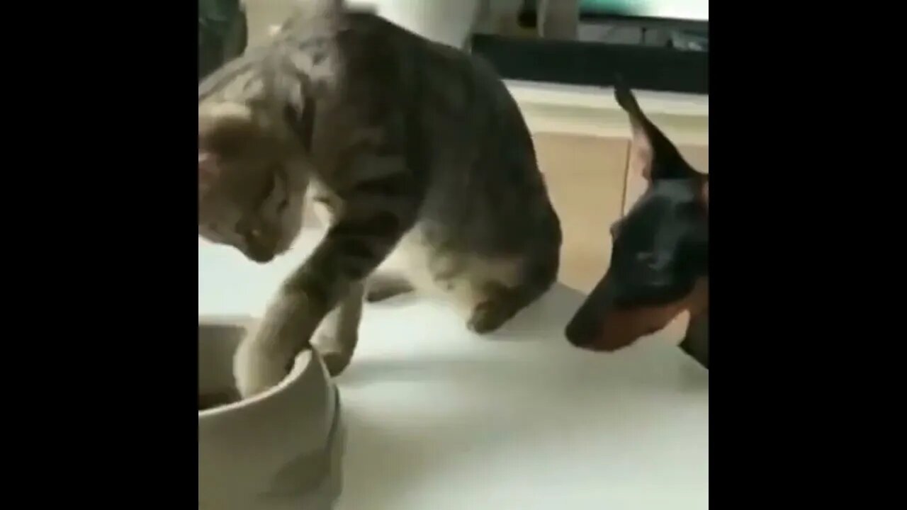 Here ya go buddy…you get all crazy with treats so I’m gonna go slow. 😏😂🐶😺