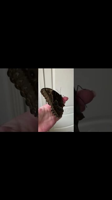 ANIMAIS MAIS ENGRAÇADOS DO MUNDO #59 BORBOLETA - inscreve-se no CANAL #shorts