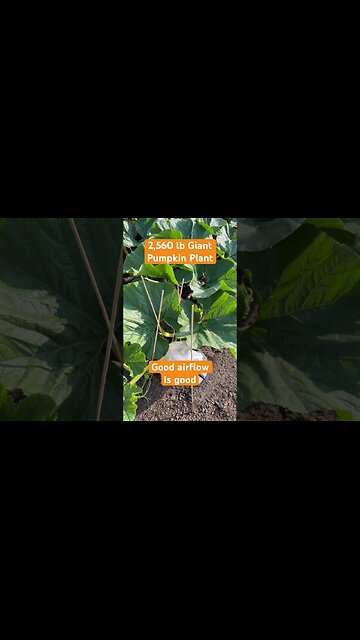 Giant Pumpkin Pollination Sock #bubba #giantpumpkin #gardening