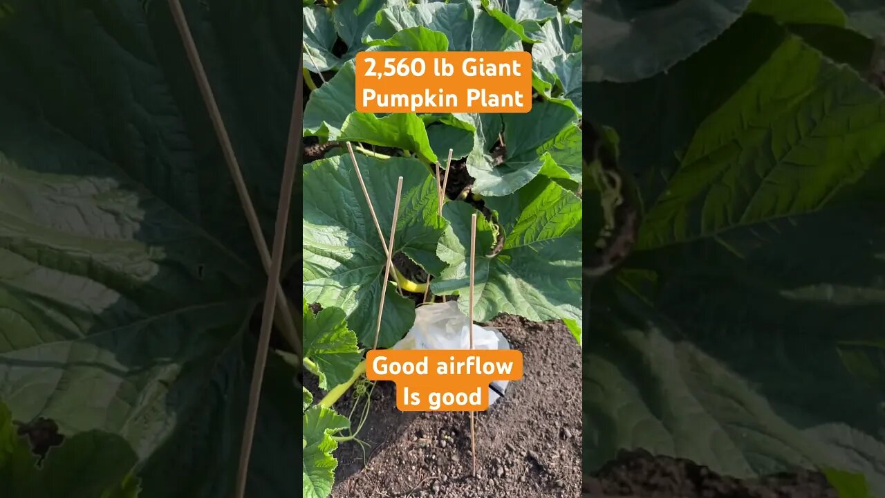Giant Pumpkin Pollination Sock #bubba #giantpumpkin #gardening