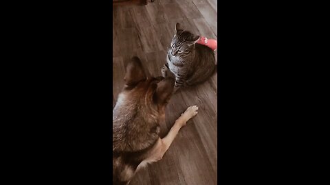 cat and dog funny moments