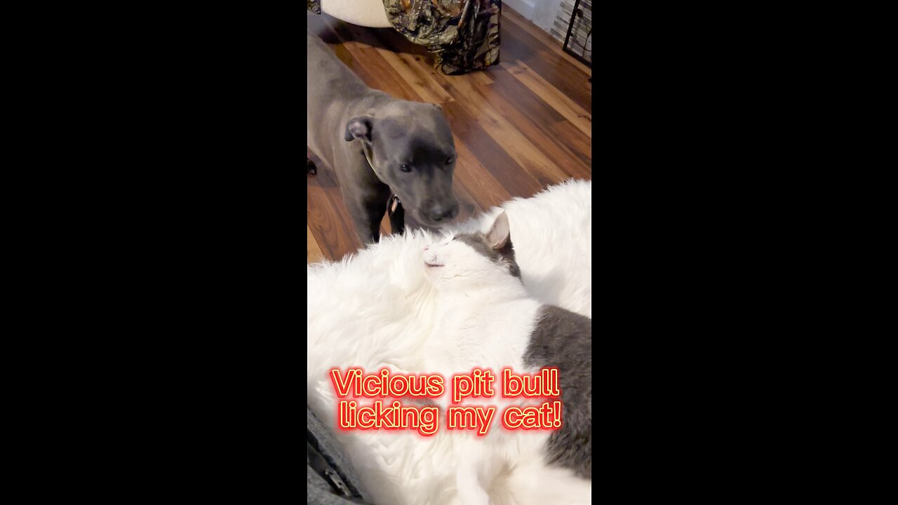 People say pit bulls are vicious and dangerous.. cat vs dog