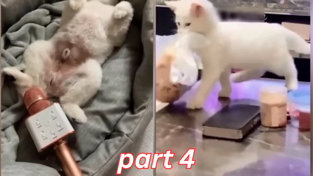 Funniest Animals 🤣 Hilarious Part 4