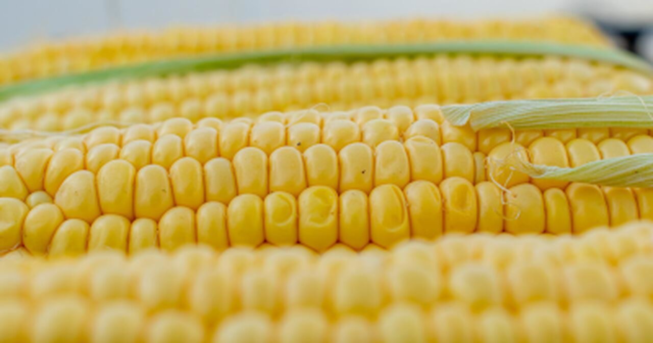 We Are Not the United States of Bayer-Monsanto