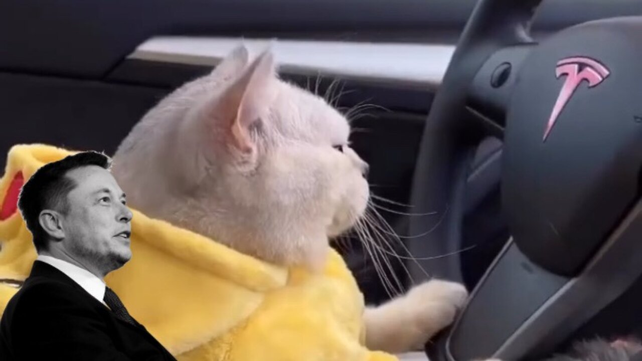 Cute cat status video | Cat driving tesla