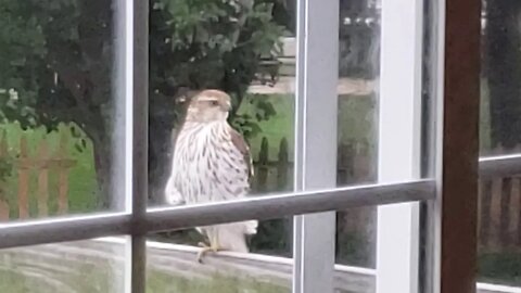 Hawk Arrives on my deck While playing Halo Wars 2