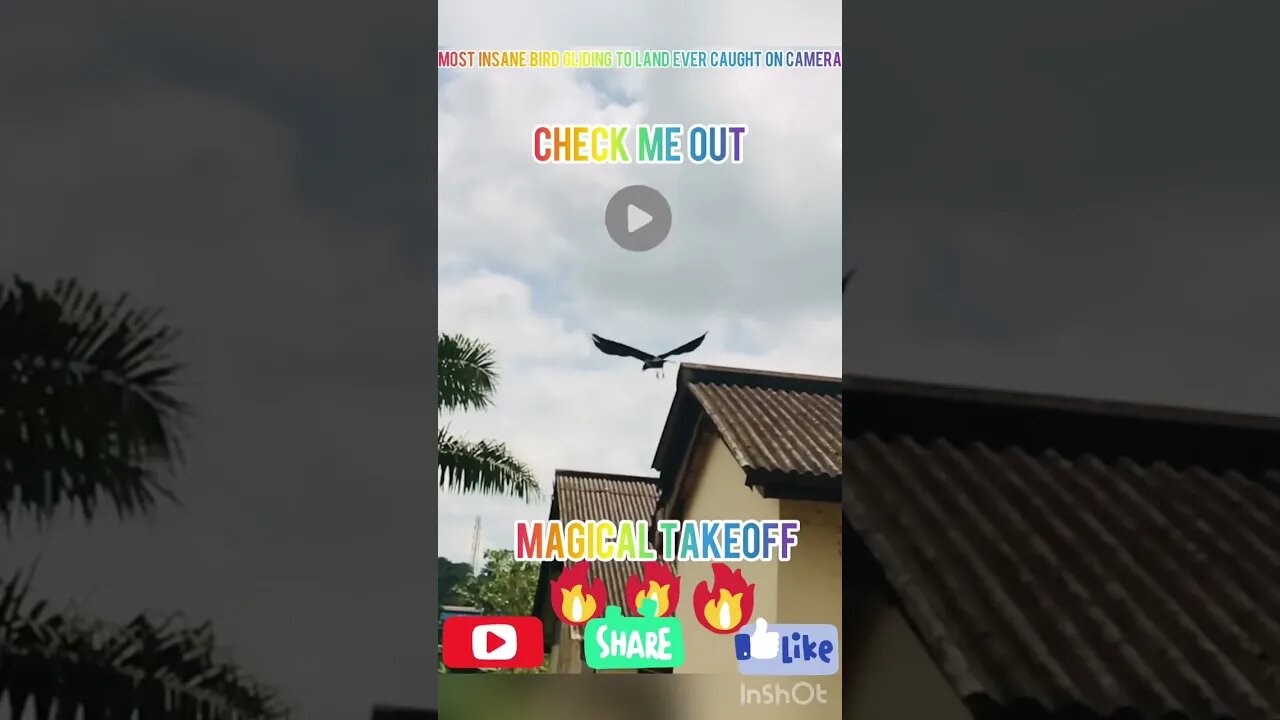 Most Insane Bird Gliding To Land Ever Caught On Camera #shorts #birds #animals #pets