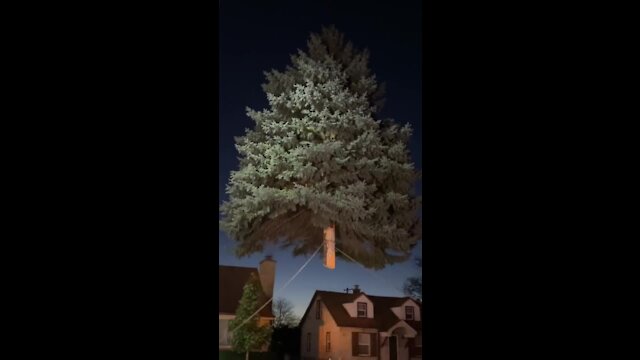 Crews harvest tree for annual Christmas tree lighting at Milwaukee City Hall