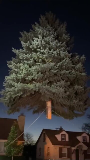 Crews harvest tree for annual Christmas tree lighting at Milwaukee City Hall