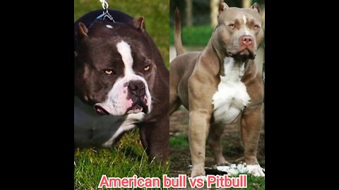 AMERICAN BULL VS PITBULL